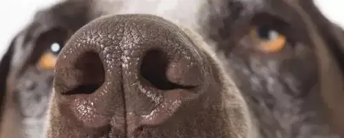 Głośne oddychanie przez nos u psa: Przyczyny i skuteczne metody leczenia