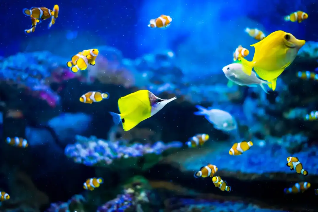 Oceanarium w Rewalu - Czy warto tam iść? Sprawdź przed wizytą