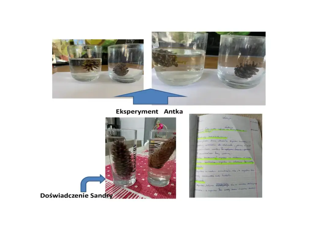 Eksperyment z szyszką: Jak działa? Prosty przewodnik krok po kroku