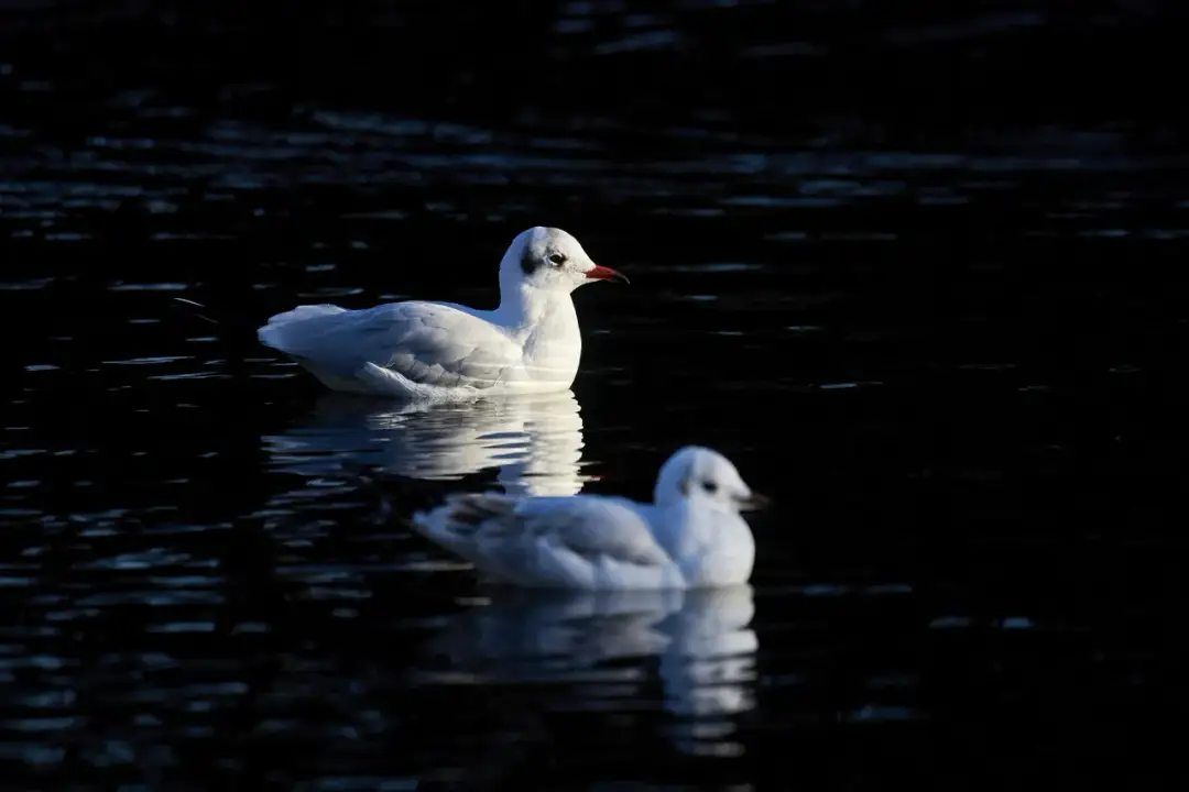 Fotografia ptaków - Jak robić ostre zdjęcia i naturalne ujęcia?