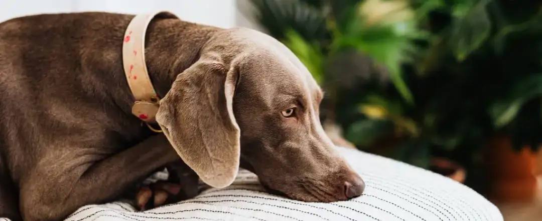 Ból u psa: Bezpieczne leki i czego unikać? Poradnik