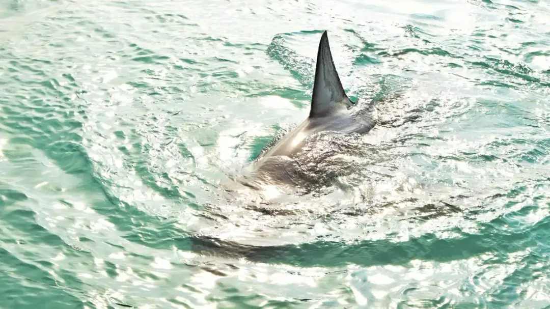 Czy rekiny w Bałtyku są groźne? Rozwiewamy mity i obawy