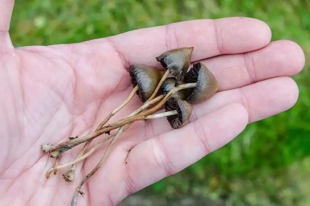Grzyby Halucynogenne: Bezpieczny Przewodnik po Doświadczeniu