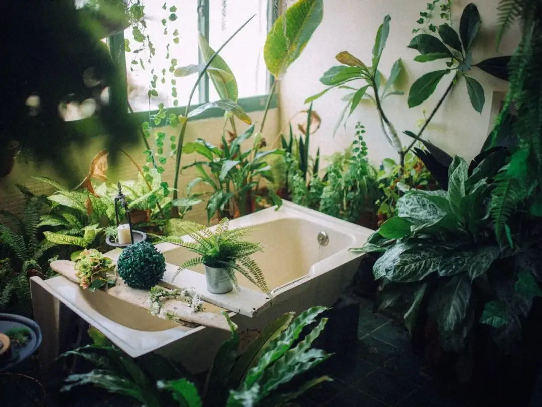 Jakie rośliny do łazienki bez okna sprawdzą się najlepiej: top 8 gatunków