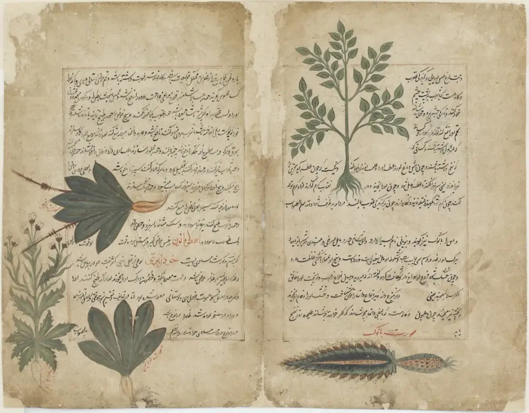 Państwo na Półwyspie Arabskim jako roślina zielna: ich tajemnice i znaczenie