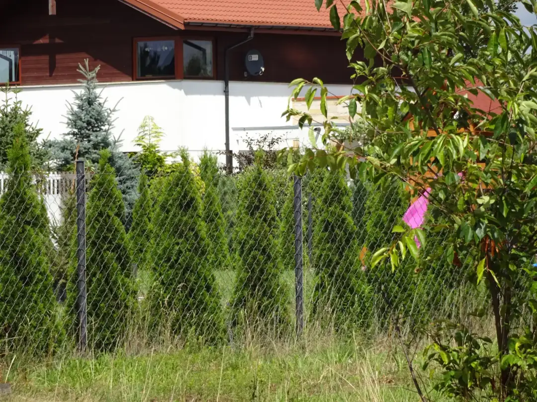 Tuja Smaragd od płotu: Optymalna odległość i prawo. Sadź mądrze!