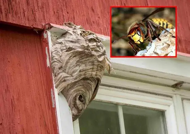 Skuteczne sposoby na szerszenie na balkonie – uniknij problemów