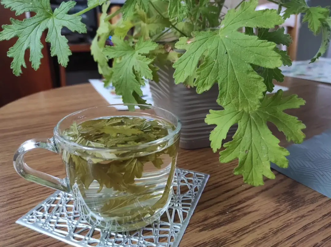 Geranium/Anginka: Napar bezpieczny? Przepis, korzyści, przeciwwskazania