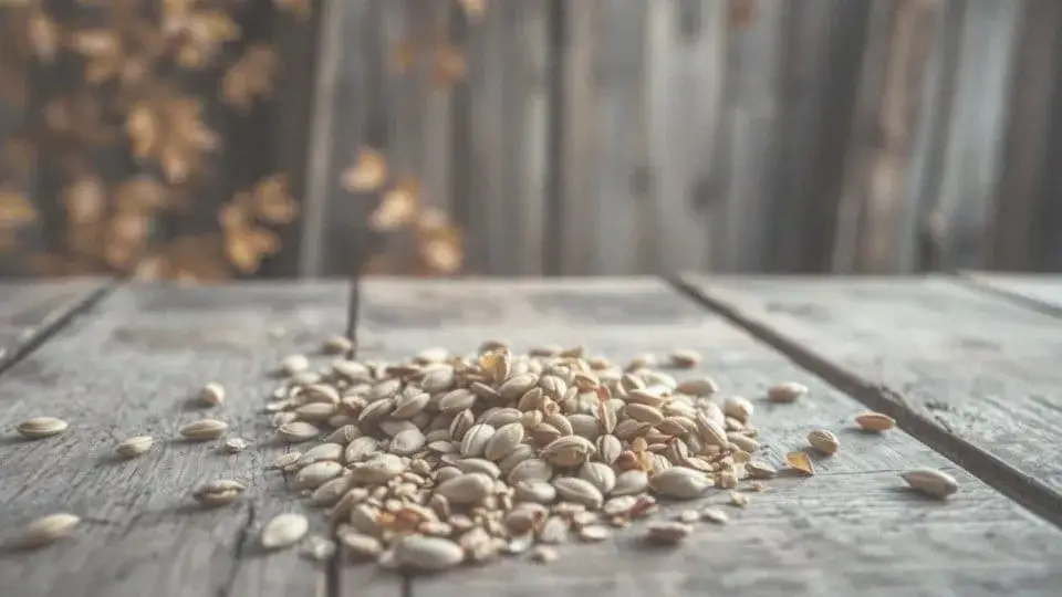 Czy sezam jest bezpieczny dla psa? Korzyści, ryzyka i zalecenia dla psiej diety