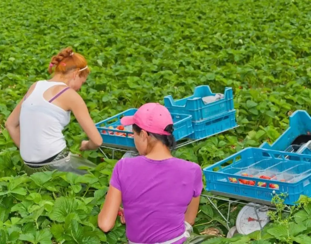 Ile zarobisz na zbieraniu owoców? Poznaj stawki i możliwości