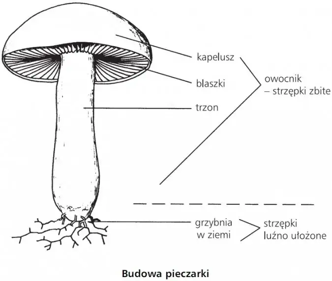 Poznaj fascynujące części grzyba wytwarzające zarodniki: budowa i funkcje