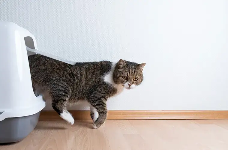 Kiedy kotki zaczynają korzystać z kuwety i jak to ułatwić?