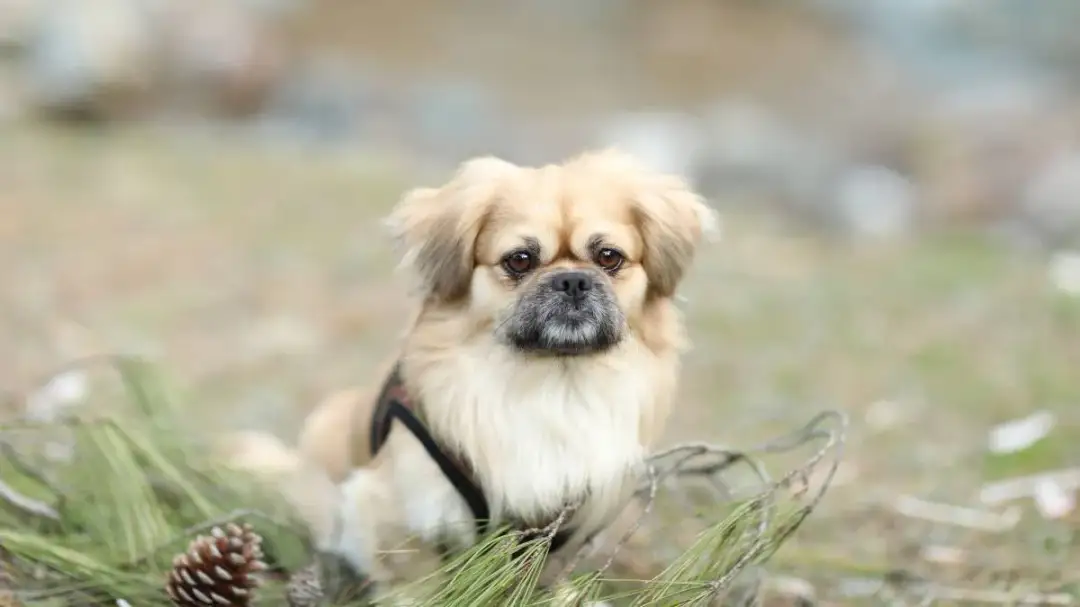 Pekińczyk włosy czy sierść: poznaj prawdę o jego futrze