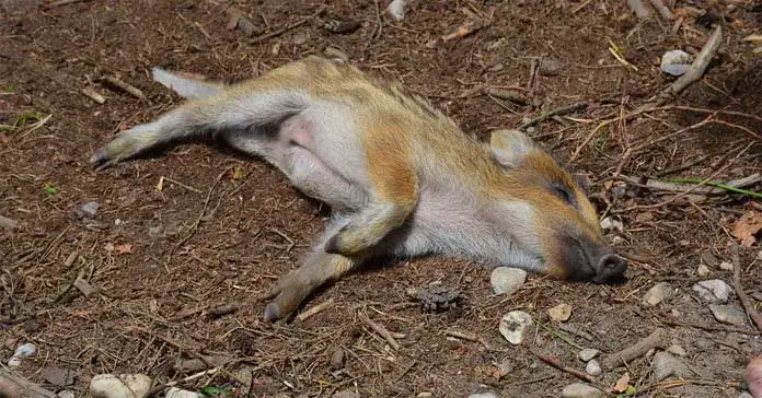 Rozliczenie odstrzału sanitarnego dzików: przewodnik i stawki