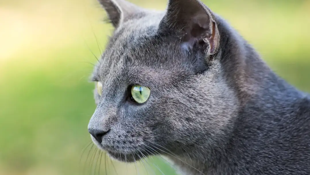 Portret kota rosyjskiego niebieskiego z zielonymi oczami na rozmazanym zielonym tle.