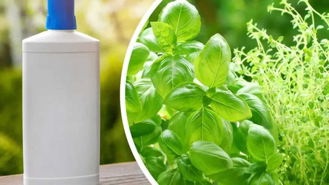 Jaki nawóz do bazylii - najlepsze naturalne opcje dla zdrowych roślin