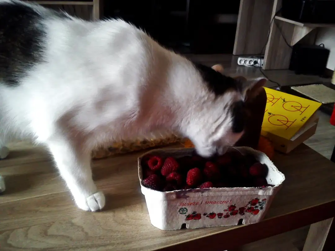 Czy koty mogą jeść maliny? Tak, ale z umiarem! Co musisz wiedzieć