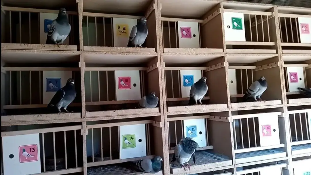 Jak wytresować gołębia pocztowego: skuteczne techniki i porady