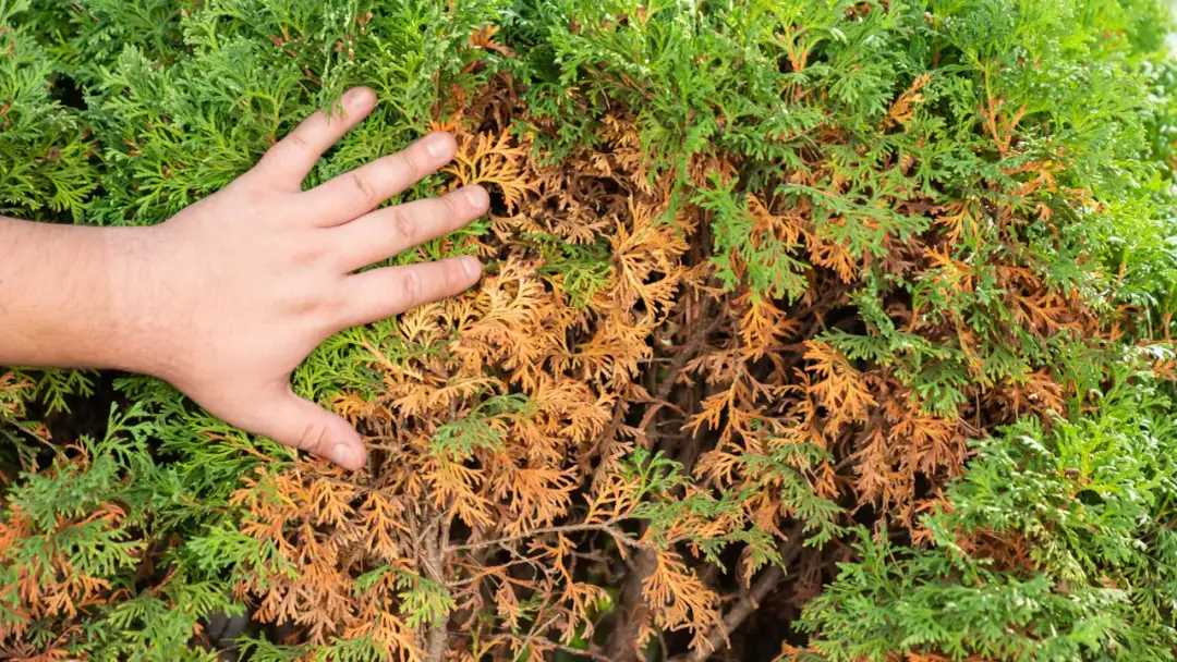 Kiedy najlepiej przeprowadzić czyszczenie tui w środku? Sprawdź!