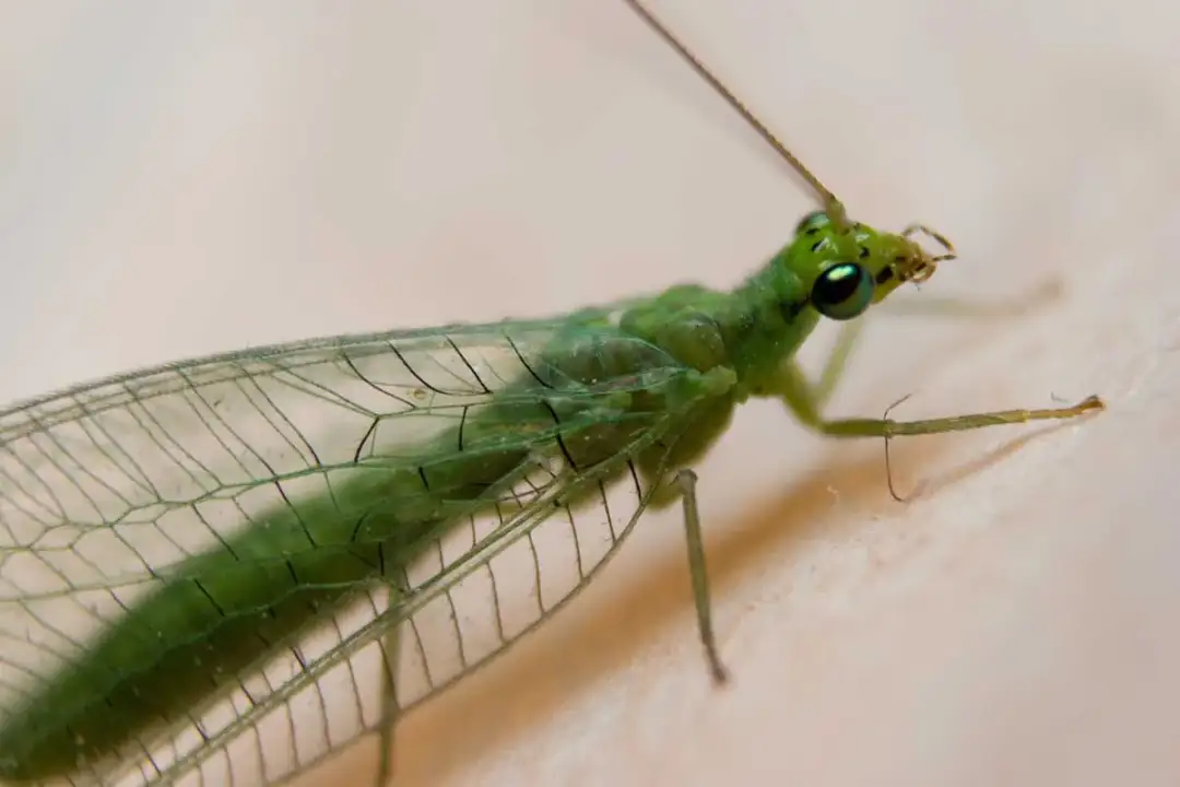 Owad z przezroczystymi skrzydłami: Rodzaje, cechy i porady dotyczące