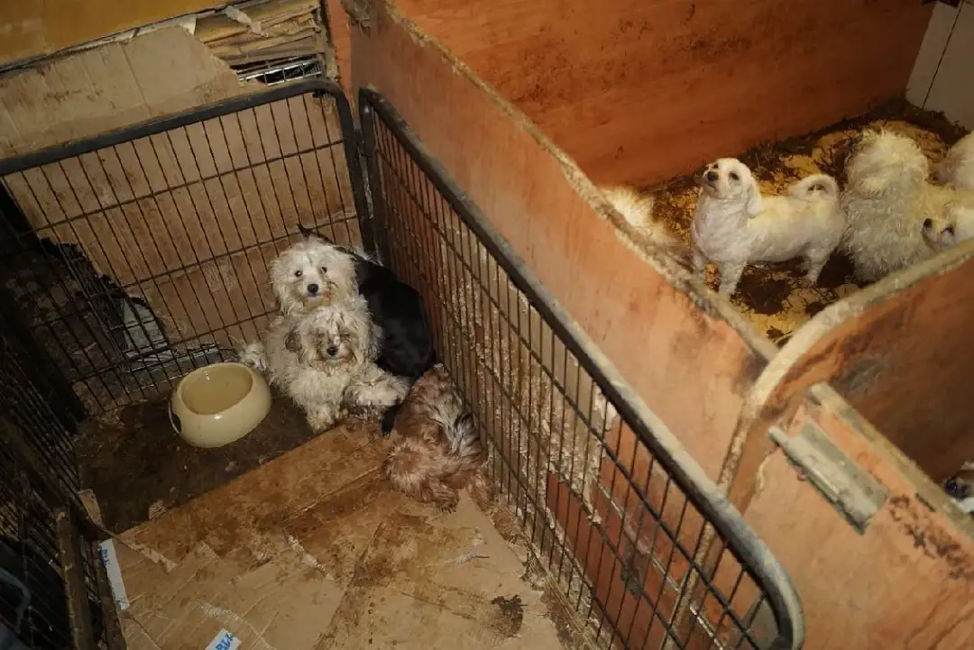 Gdzie zgłosić nielegalną hodowlę? Sprawdź, jak chronić zwierzęta