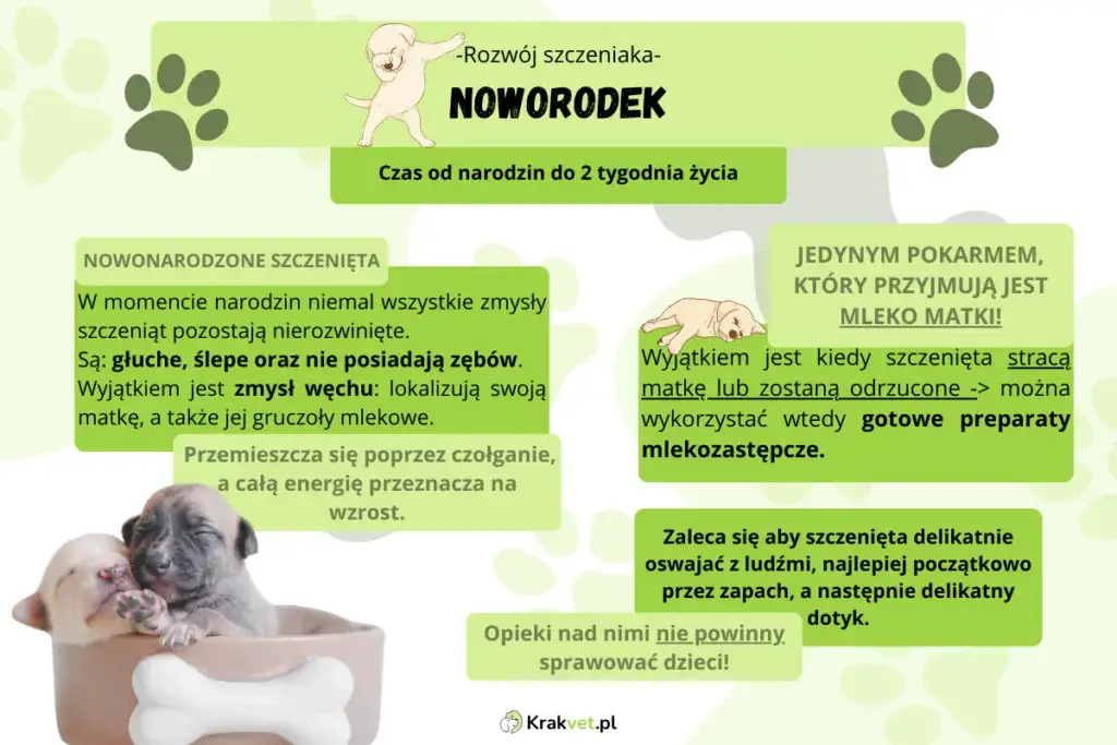 Kiedy oddzielić szczeniaka od matki? Optymalny wiek i skutki pośpiechu