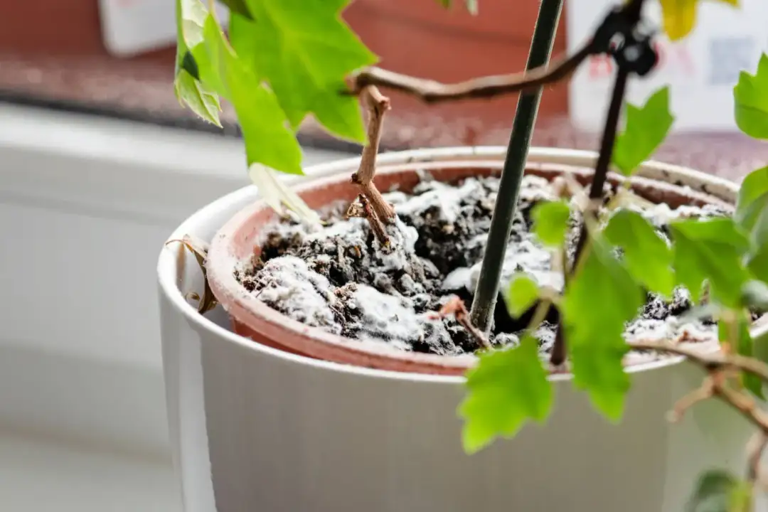 Skuteczne sposoby na pleśń w doniczce – jak ją usunąć i zapobiec