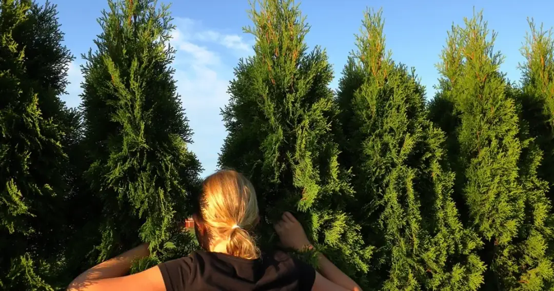 Tuja Brabant ile od płotu – uniknij problemów z sąsiadami i roślinami