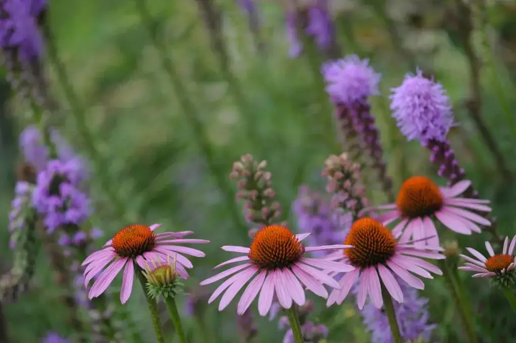 Magiczny ogród na Krecie: rośliny, które przetrwają upał i przyniosą ci radość
