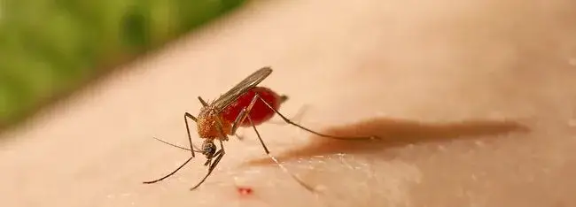 Fiebre amarilla: el sorprendente descubrimiento que cambió la salud