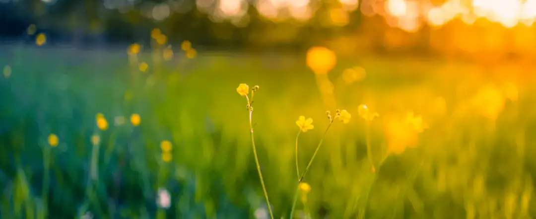 Motyw przyrody w literaturze: emocje, symbole i znaczenie w dziełach