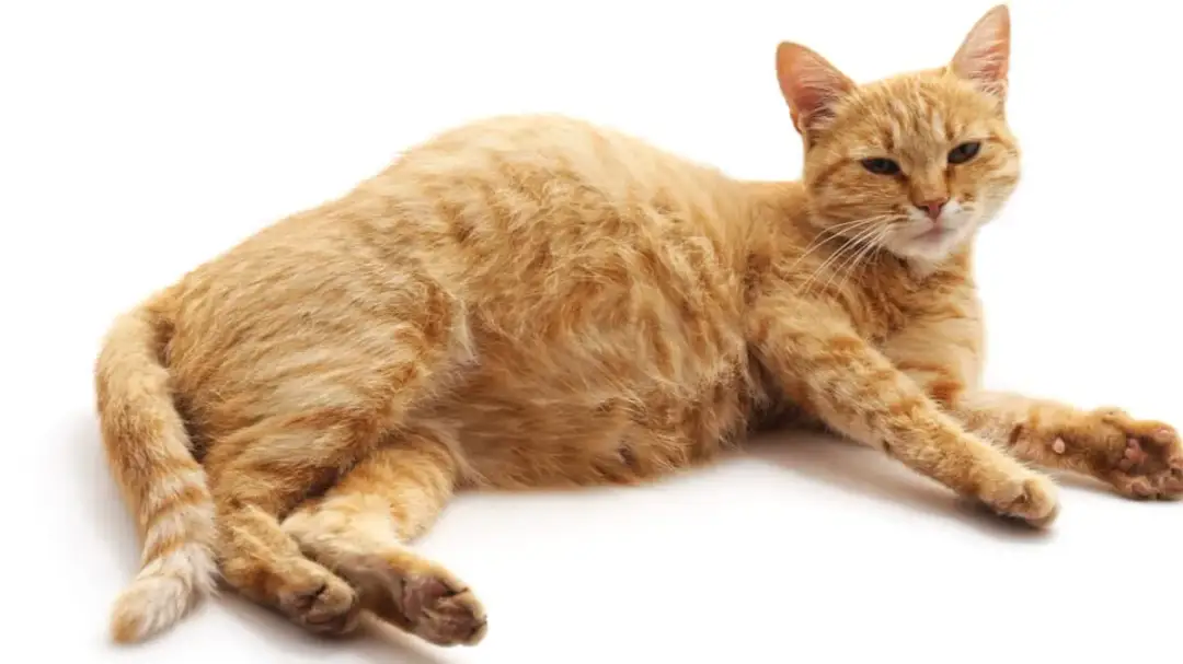 Kotka po porodzie: Kiedy znów zajdzie w ciążę? Fakty i sterylizacja