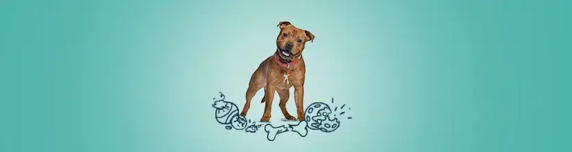 Najlepsze niezniszczalne gryzaki dla psa: 5 polecanych modeli na lata