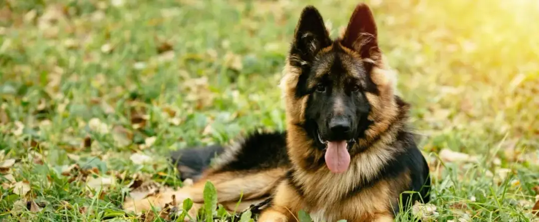 Owczarek niemiecki: dom czy dwór? Bliskość rodziny to podstawa