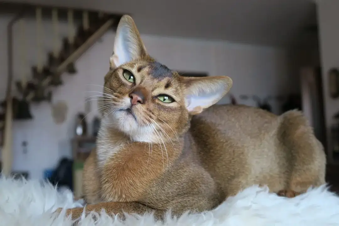 Kot afrodyty wygląd - niesamowite cechy, które zachwycają każdego