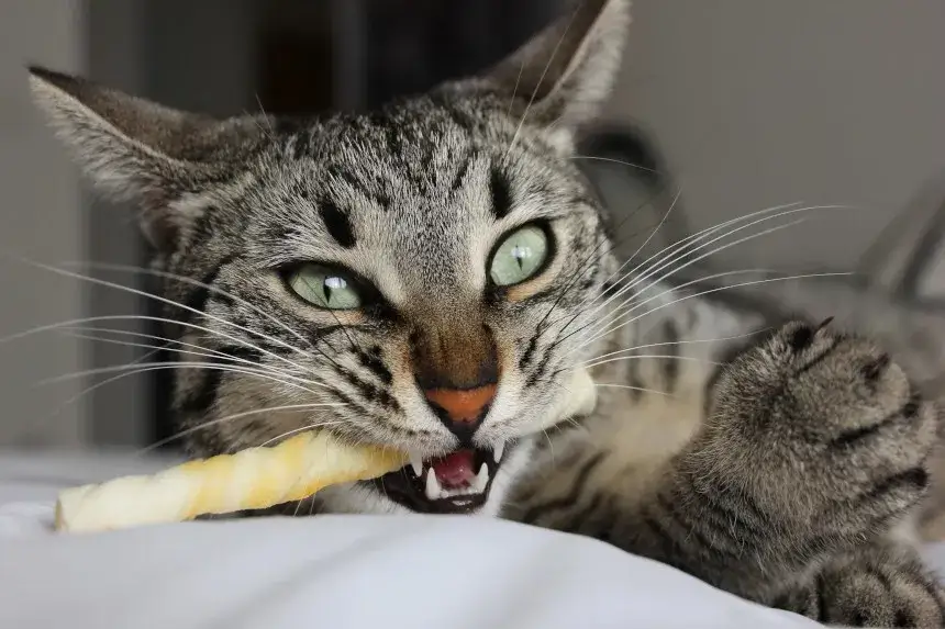 Czy koty mogą jeść kości? Poznaj ryzyko i bezpieczne alternatywy