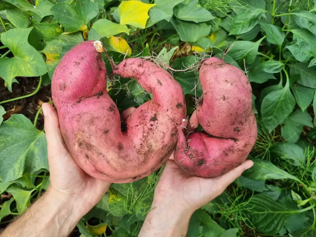 Jak uprawiać bataty w Polsce - sekrety udanej uprawy i pielęgnacji