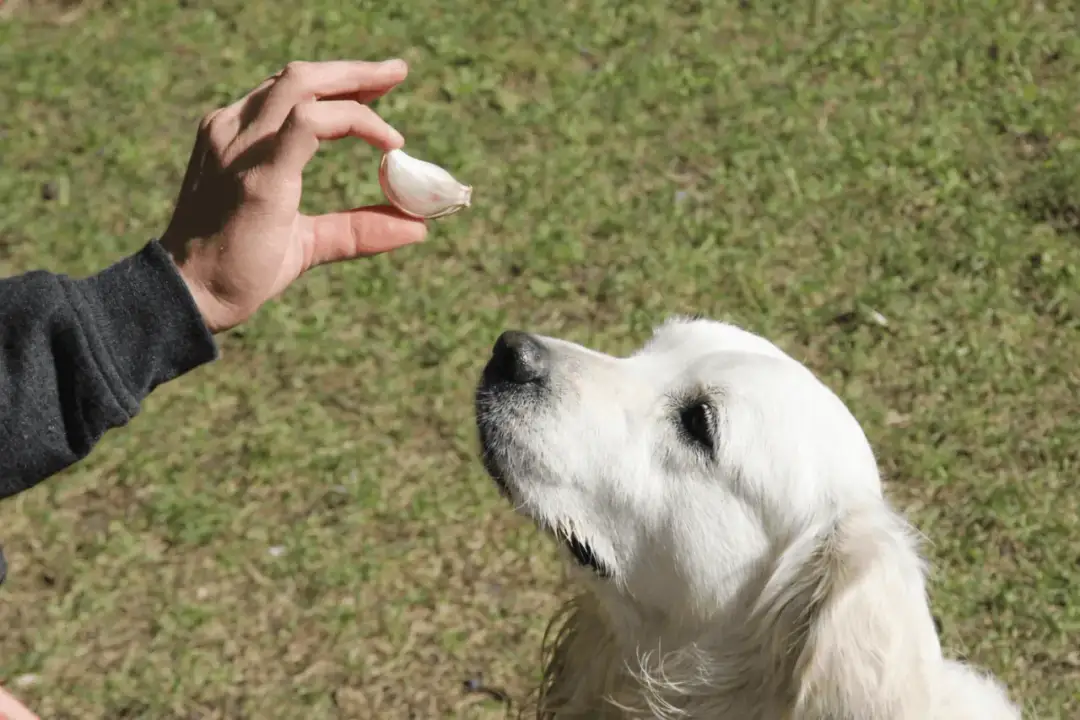 Czosnek dla psa: Toksyczny? Dawka, objawy, pierwsza pomoc.
