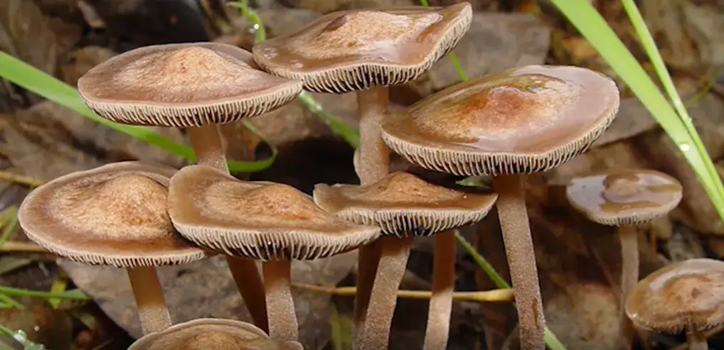 Grzyby psylocybinowe w Polsce: Legalność, działanie, ryzyko. Co musisz wiedzieć?