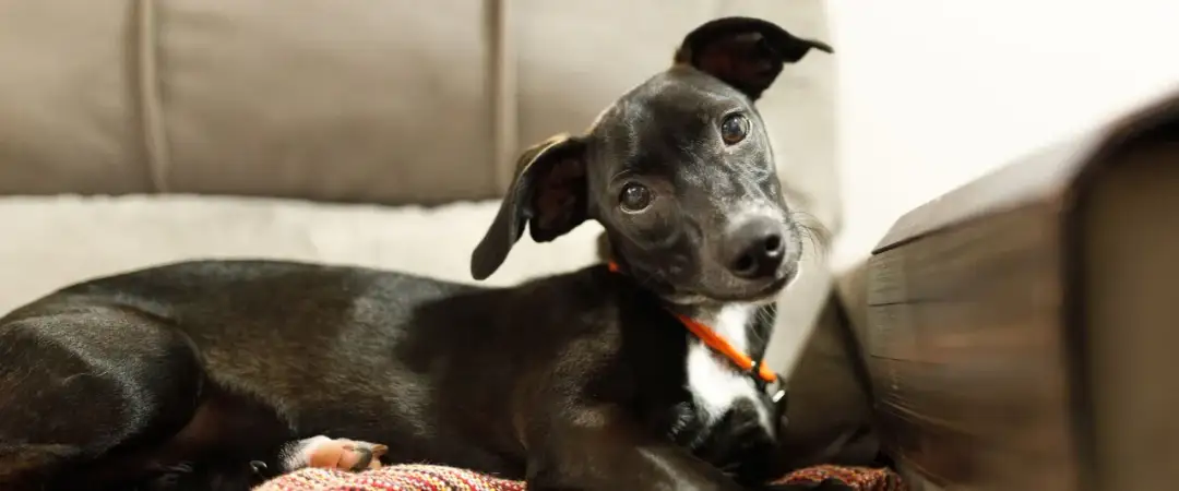 Jak długo rośnie szczeniak? Odkryj, kiedy osiągnie pełny wzrost