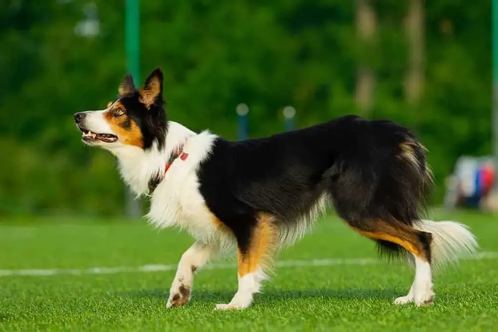 Jak wytresować border collie: skuteczne metody na posłuszeństwo