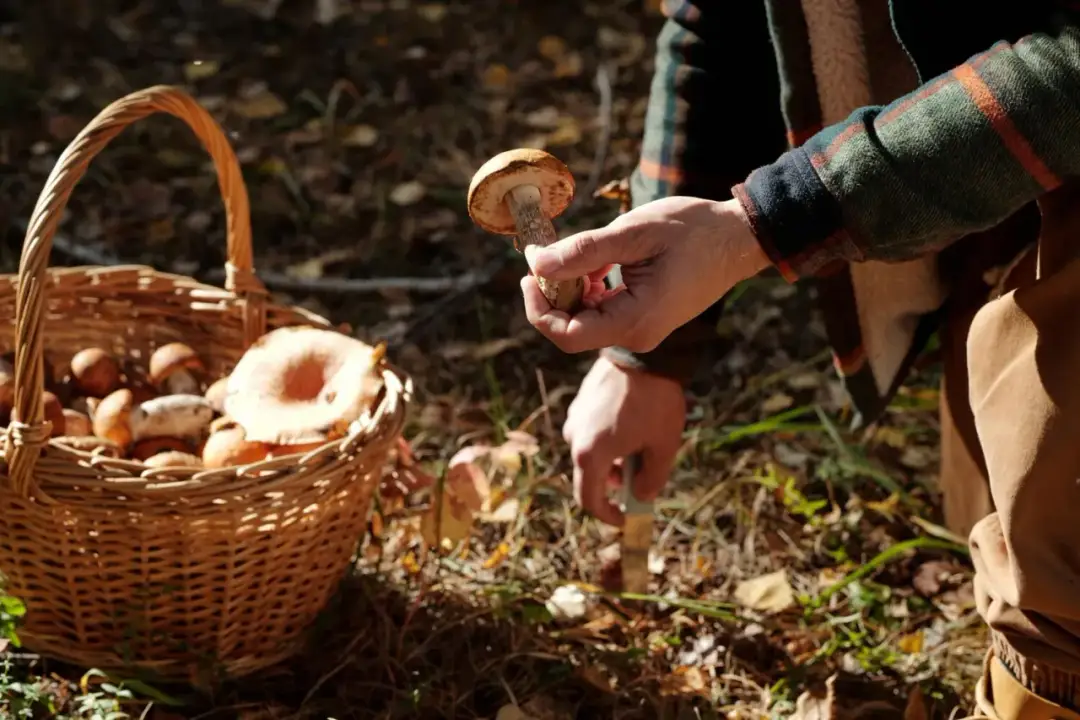 Co oznacza sennik widzieć grzyby prawdziwki - kompletna interpretacja snu