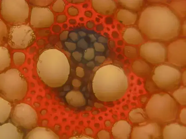 Co to jest tkanka roślinna? Odkryj jej kluczowe funkcje i znaczenie