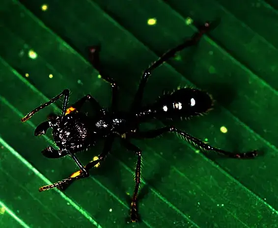 Czarny bąk: fascynujący drapieżnik z Ameryki Południowej