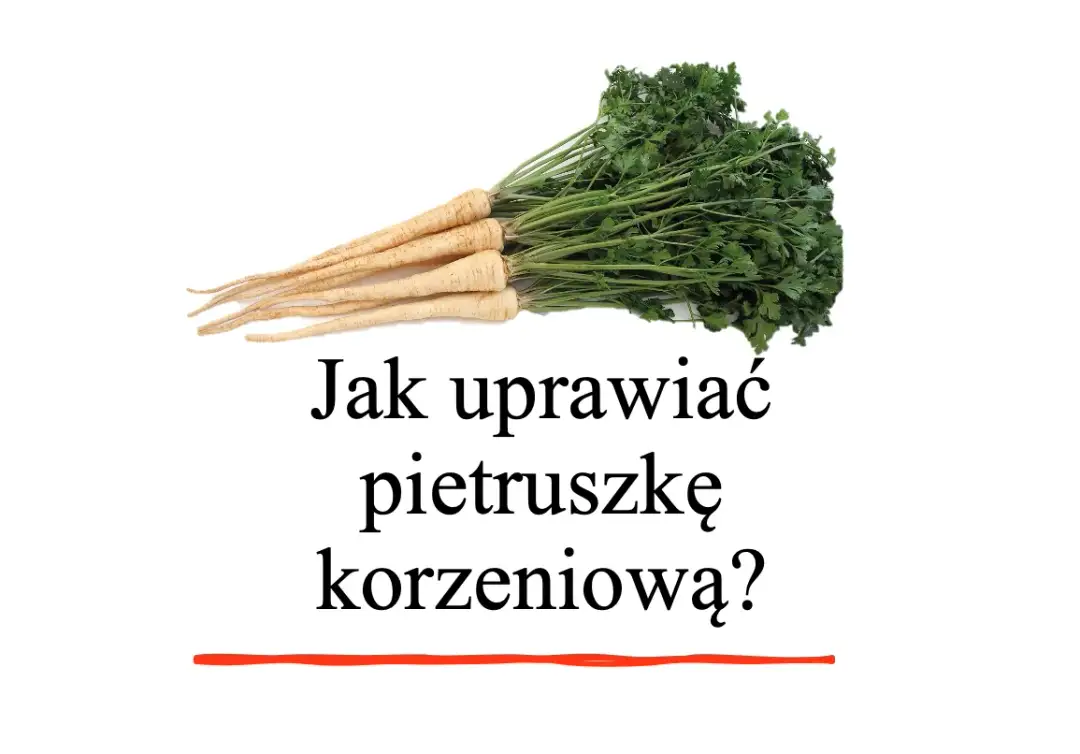 Jak uprawiać pietruszkę - proste sposoby na zdrowe plony w ogrodzie
