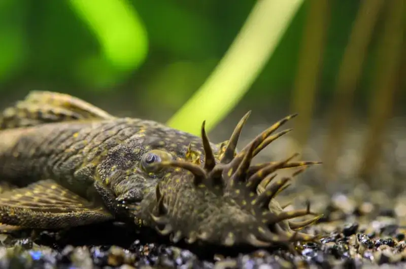 Jak rozpoznać płeć glonojada - kluczowe cechy, które musisz znać