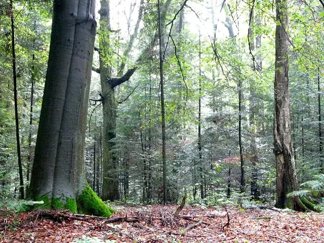 Rezerwaty przyrody w województwie łódzkim – odkryj ich niezwykłe piękno