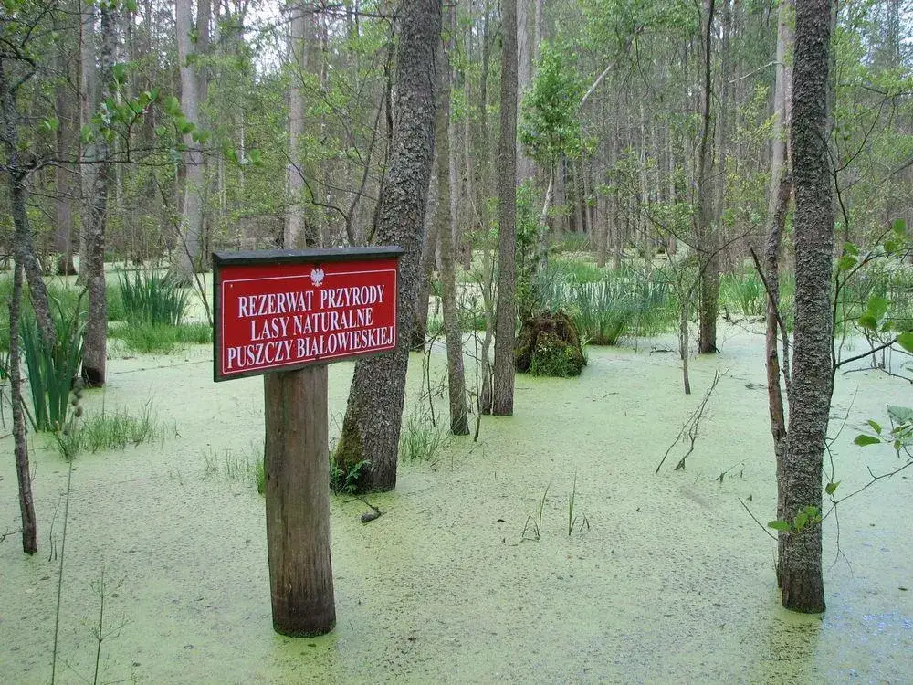 Rezerwaty przyrody na Podlasiu: Ciekawe miejsca, które musisz poznać