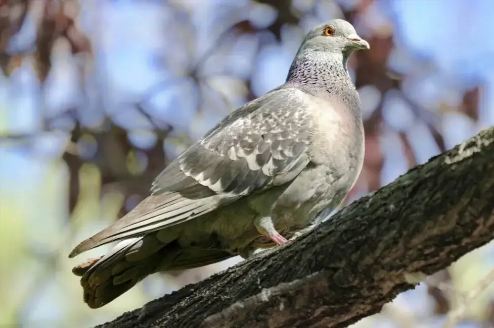 Ile kosztuje gołąb z obrączką? Zaskakujące ceny i czynniki wpływające na koszt