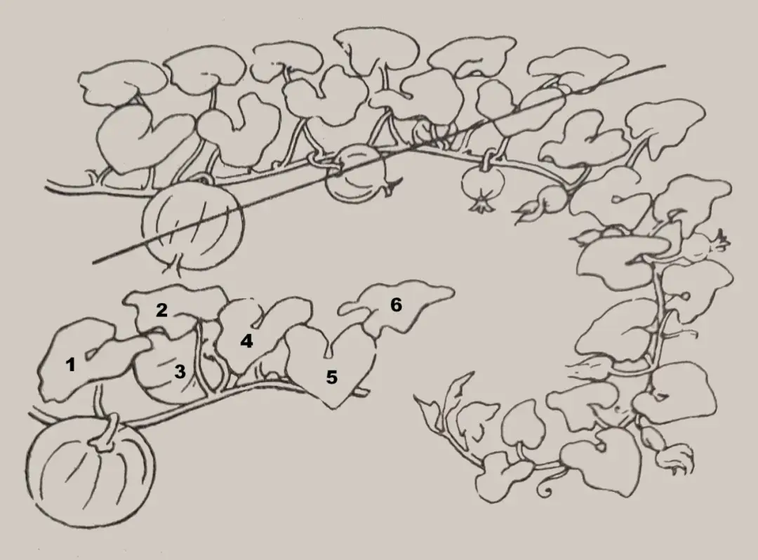 Jak przycinać dynie? Poradnik dla ogrodników na każdy sezon upraw